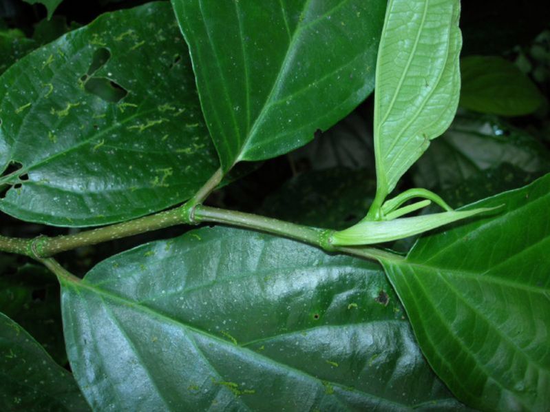Piperaceae Piper 