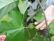 image of Liriodendron 
