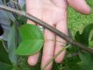 image of Liriodendron 