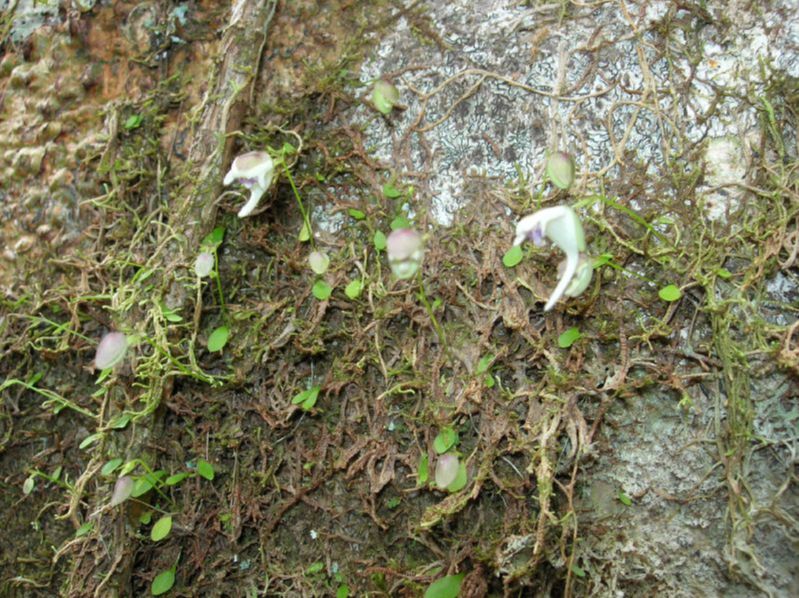 Lentibulariaceae Utricularia 