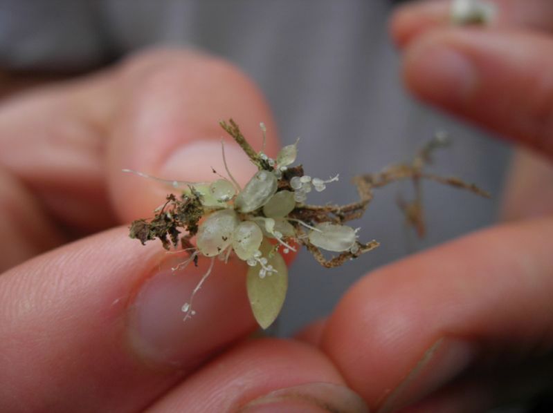 Lentibulariaceae Utricularia 