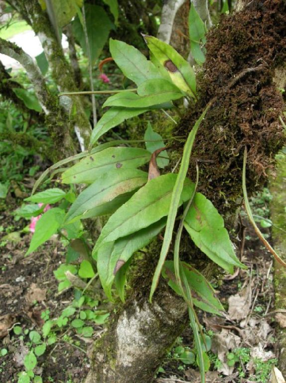 Polypodiaceae Pleopeltis weisbauriana