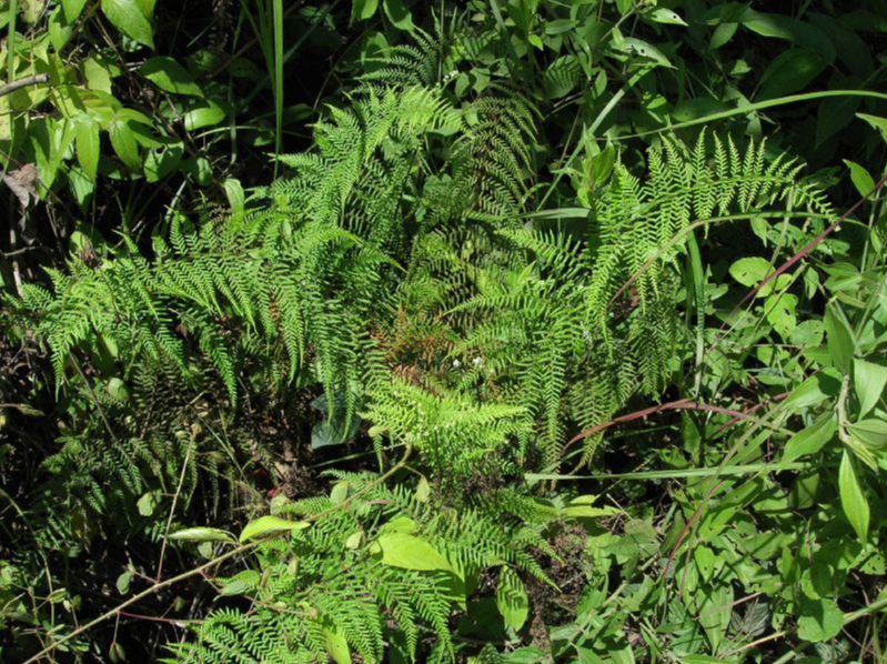 Pteridaceae Pityrogramma calomelanos