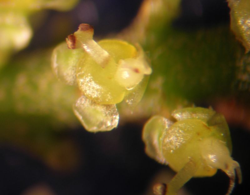 Lacistemataceae Lozania pittieri