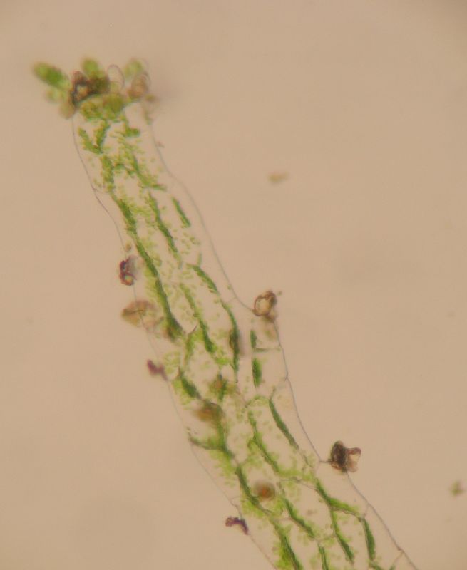 Pteridaceae Hecistopteris pumila