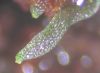 image of Hecistopteris pumila
