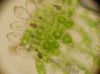 image of Hecistopteris pumila