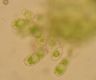 image of Hecistopteris pumila