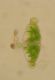image of Hecistopteris pumila