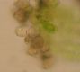 image of Hecistopteris pumila