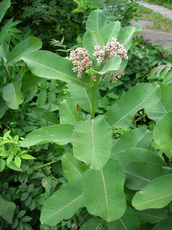 Apocynaceae Asclepias syriaca