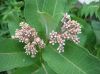 image of Asclepias syriaca