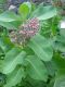 image of Asclepias syriaca