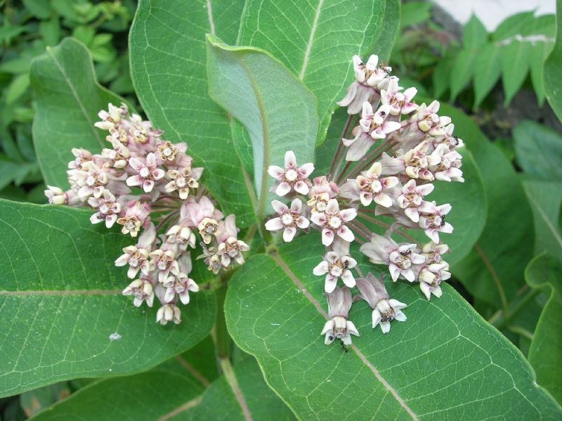 Apocynaceae Asclepias syriaca