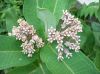image of Asclepias syriaca
