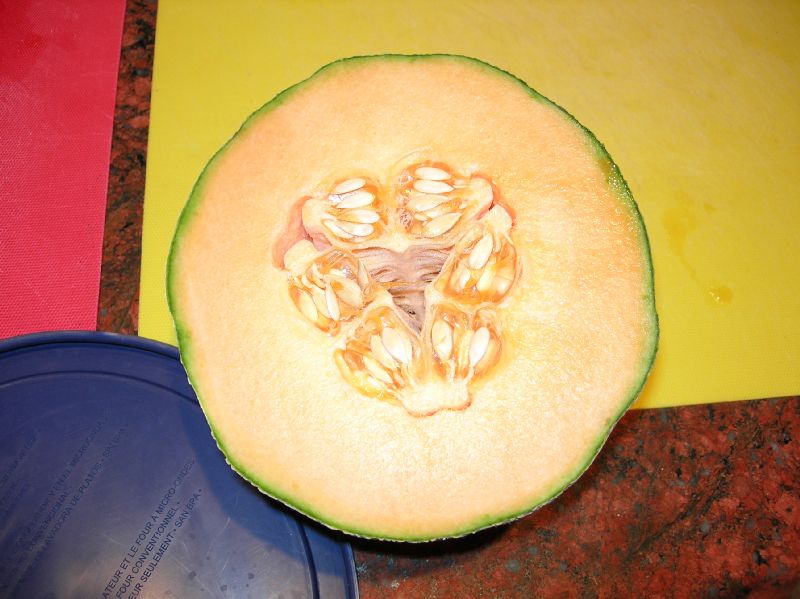 Cucurbitaceae Cucumis melo