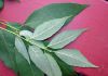 image of Fraxinus pensylvannica