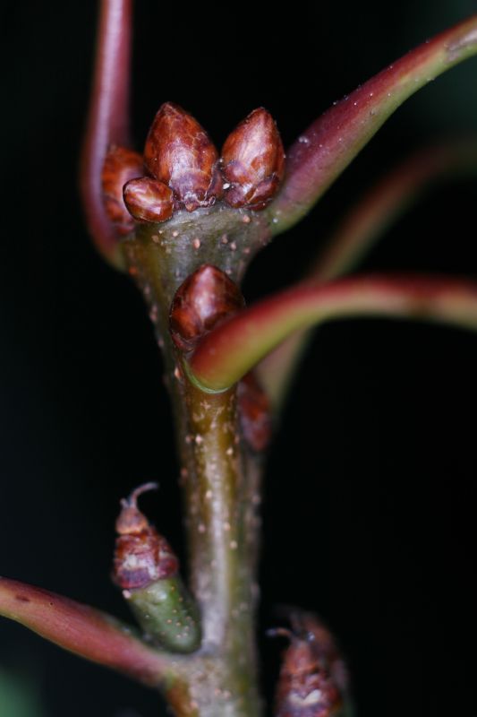 Fagaceae Quercus rubra