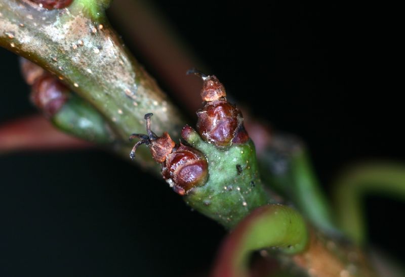 Fagaceae Quercus rubra