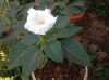 image of Datura innoxia