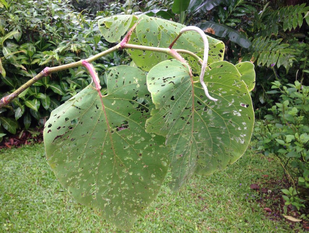 Piperaceae Piper auritum
