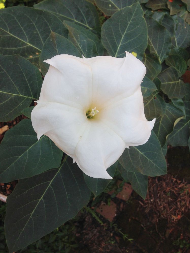 Solanaceae Datura innoxia