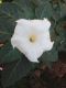 image of Datura innoxia