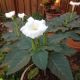 image of Datura innoxia