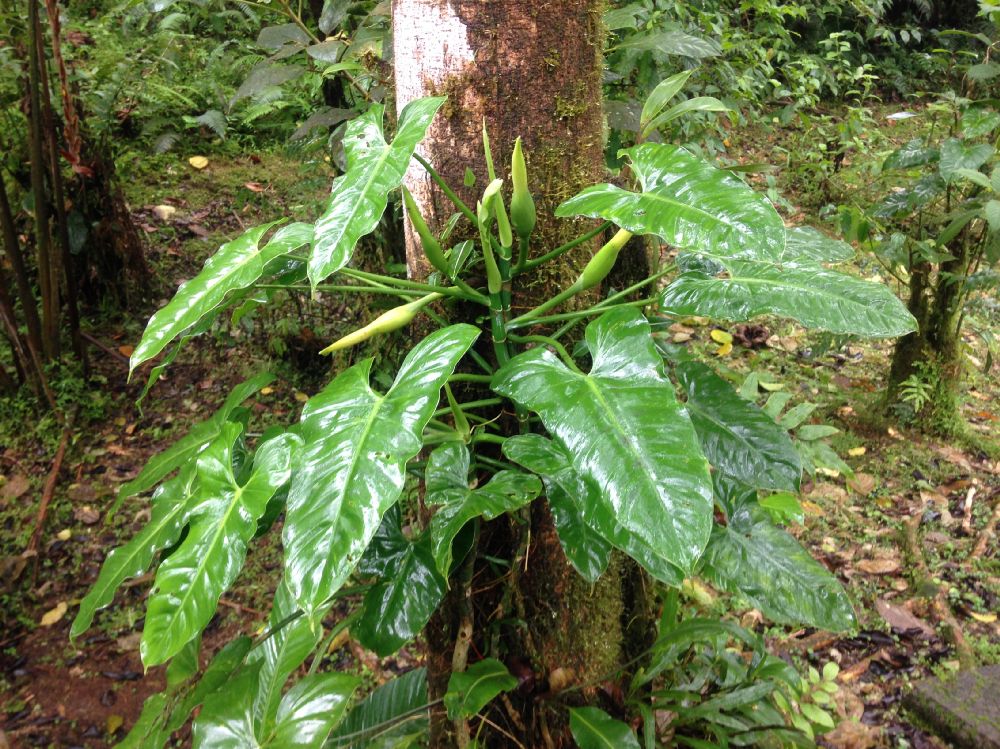 Araceae Philodendron straminicaule