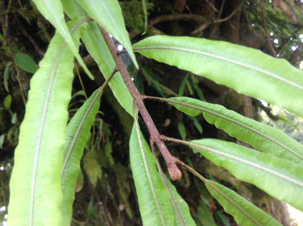Oleandraceae Oleandra costaricensis