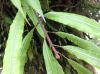 image of Oleandra costaricensis