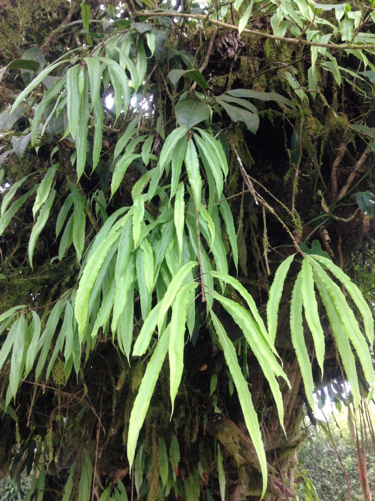 Oleandraceae Oleandra costaricensis