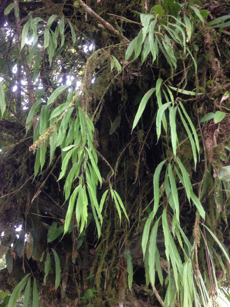 Oleandraceae Oleandra costaricensis