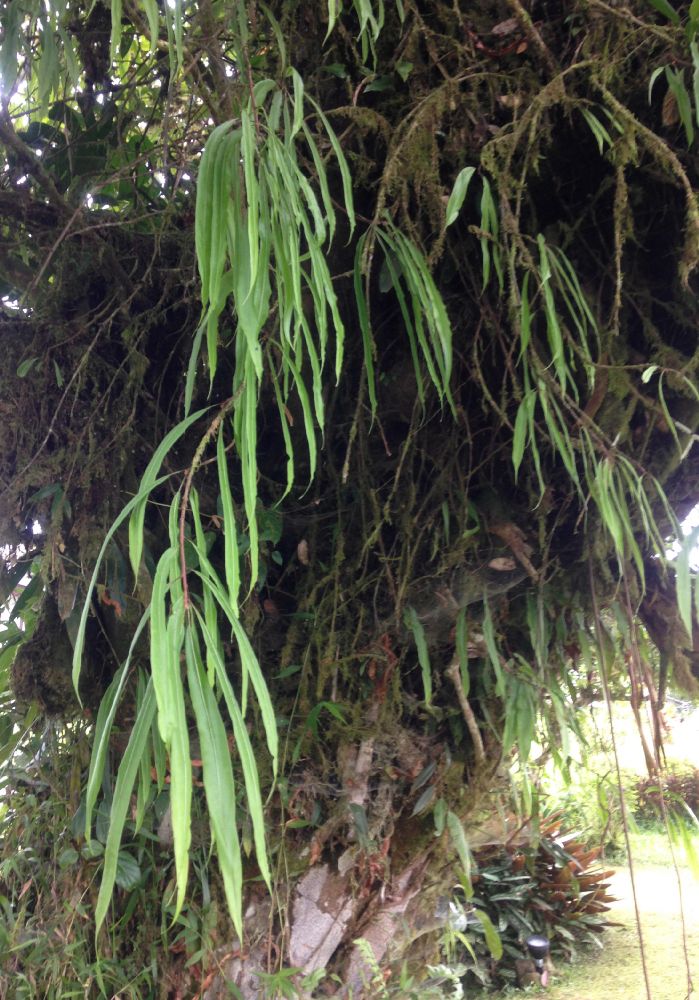 Oleandraceae Oleandra costaricensis