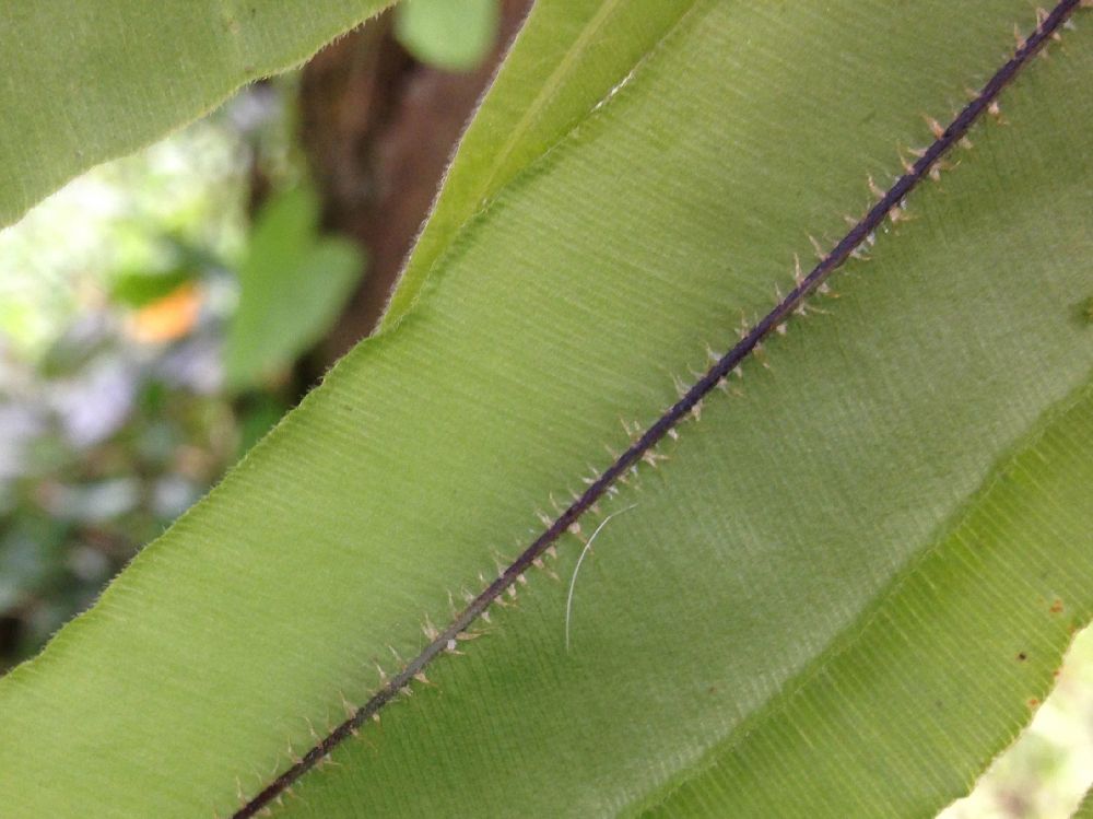 Oleandraceae Oleandra decurrens