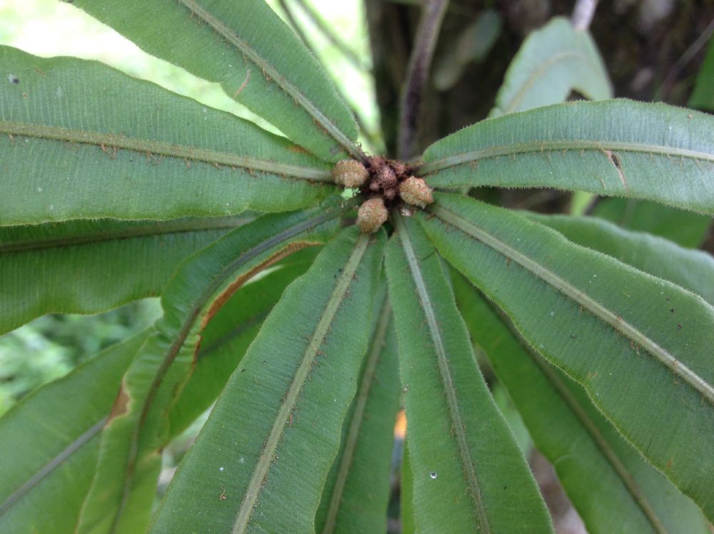 Oleandraceae Oleandra decurrens