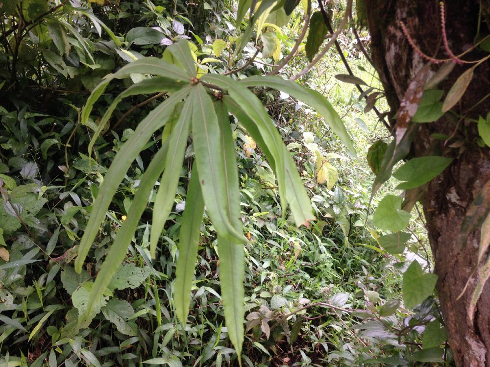Oleandraceae Oleandra decurrens