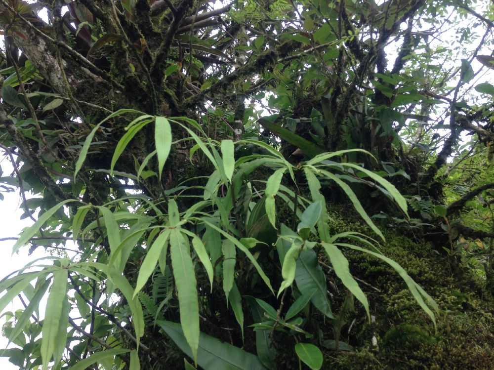 Oleandraceae Oleandra decurrens