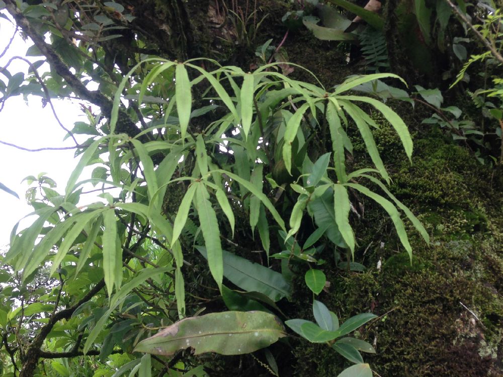 Oleandraceae Oleandra decurrens