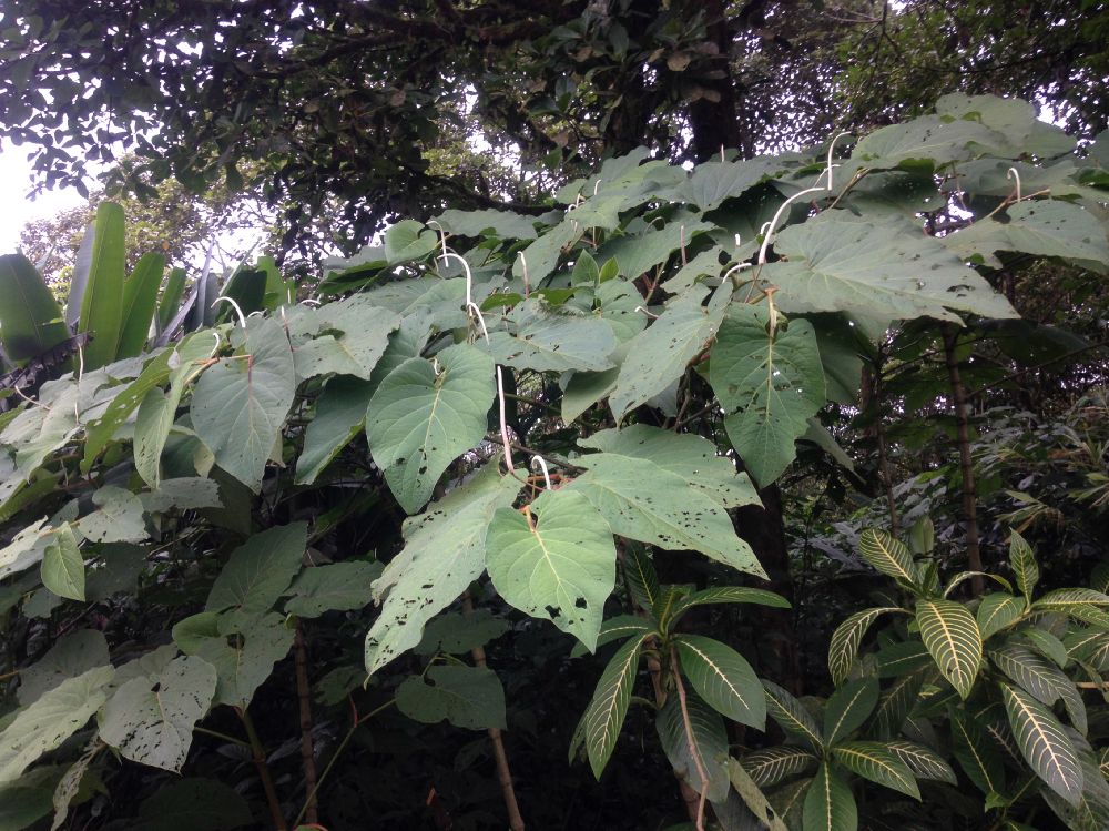 Piperaceae Piper auritum