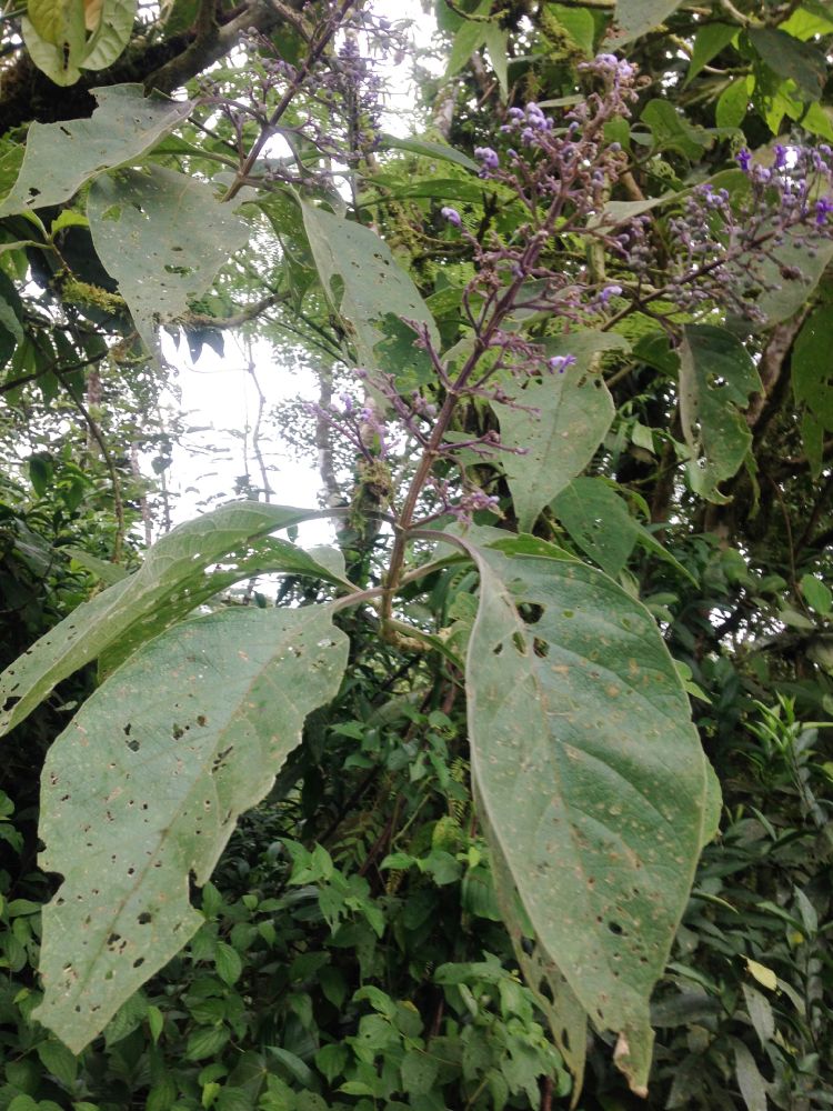 Lamiaceae Cornutia pyramidata