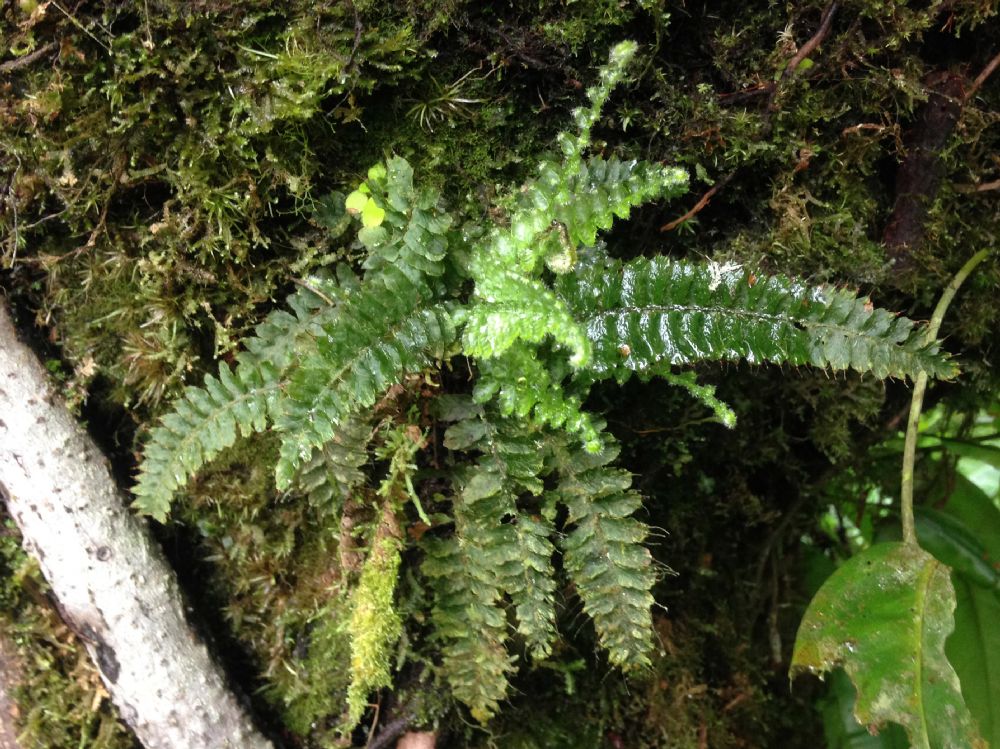 Hymenophyllaceae Trichomanes crispum