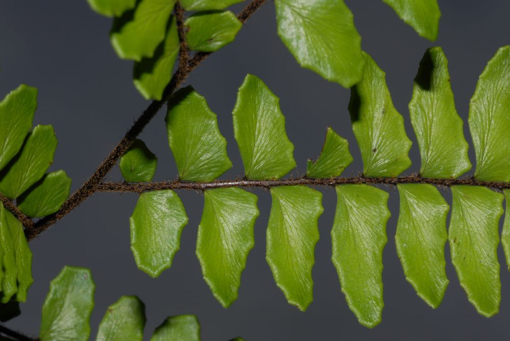 Pteridaceae Adiantum latifolium