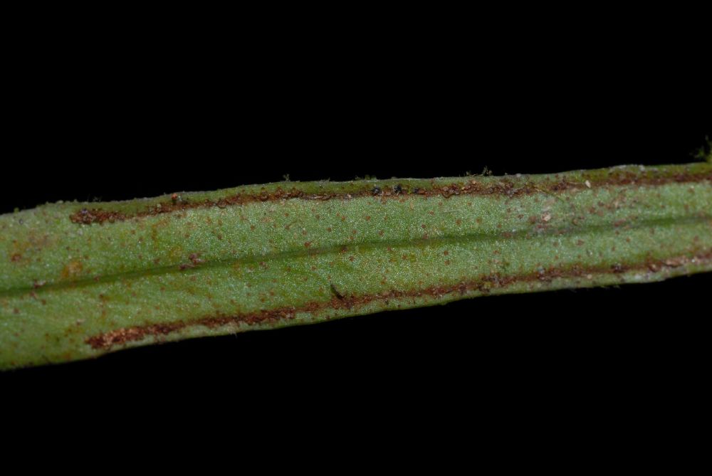 Polypodiaceae Pleopeltis christensenii