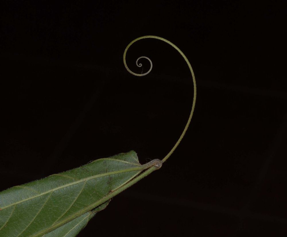 Rhamnaceae Gouania lupuloides