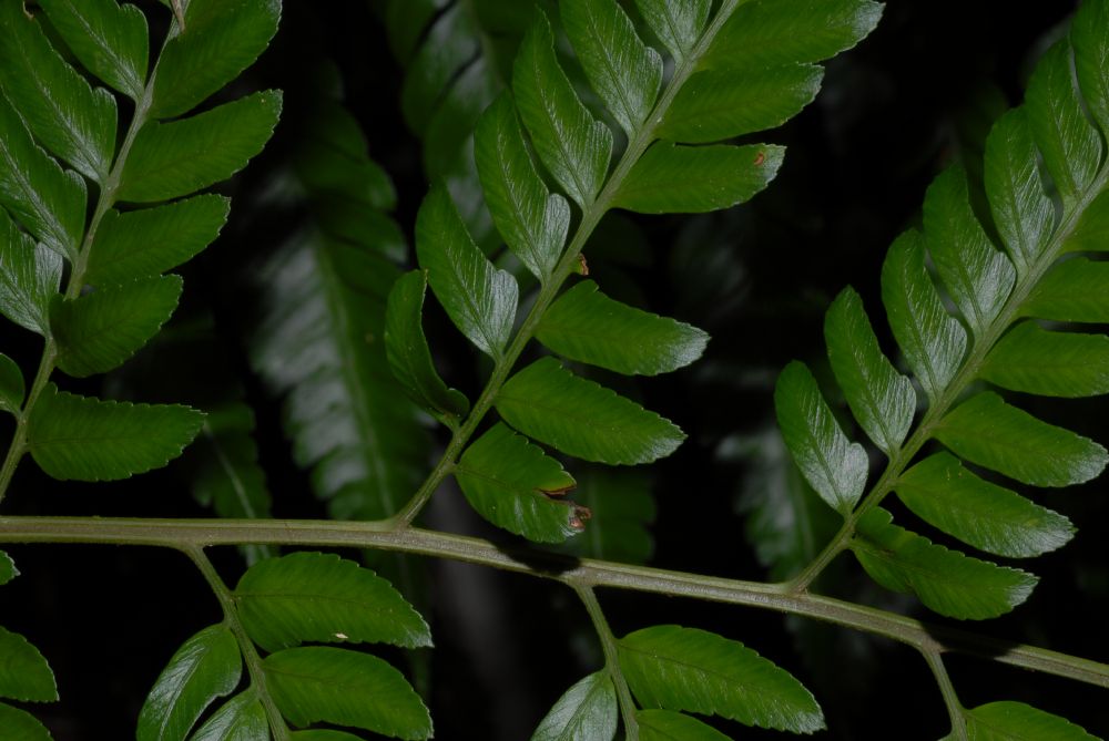 Dryopteridaceae Polybotrya osmundacea