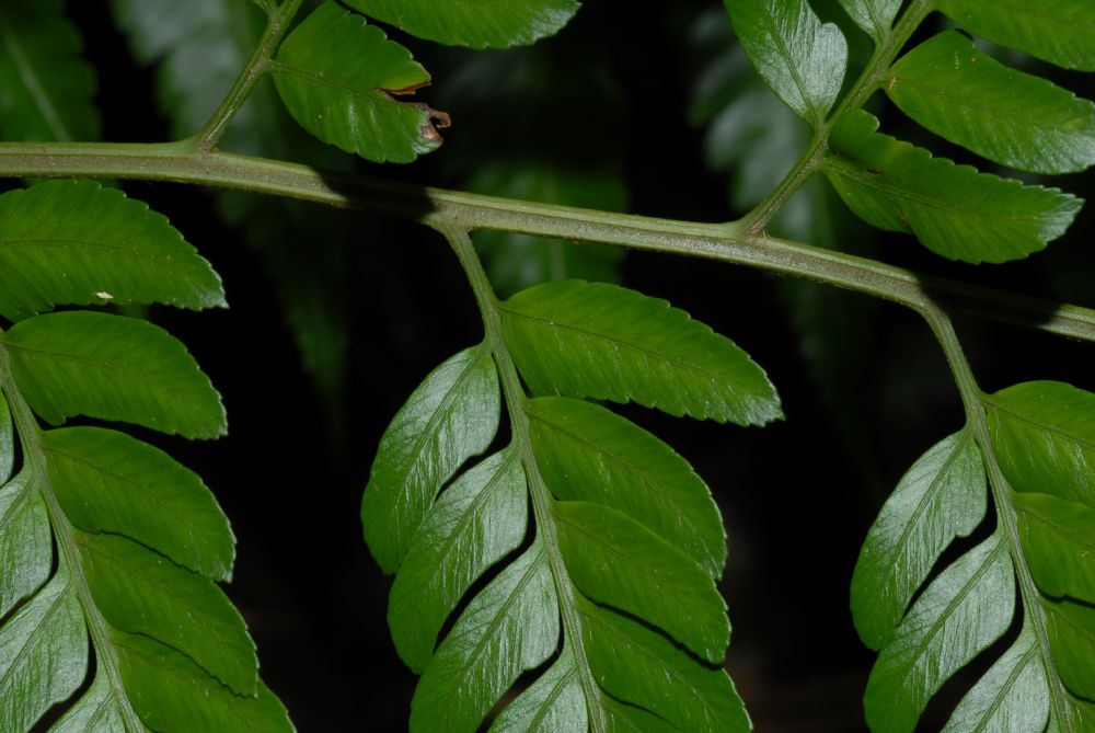 Dryopteridaceae Polybotrya osmundacea