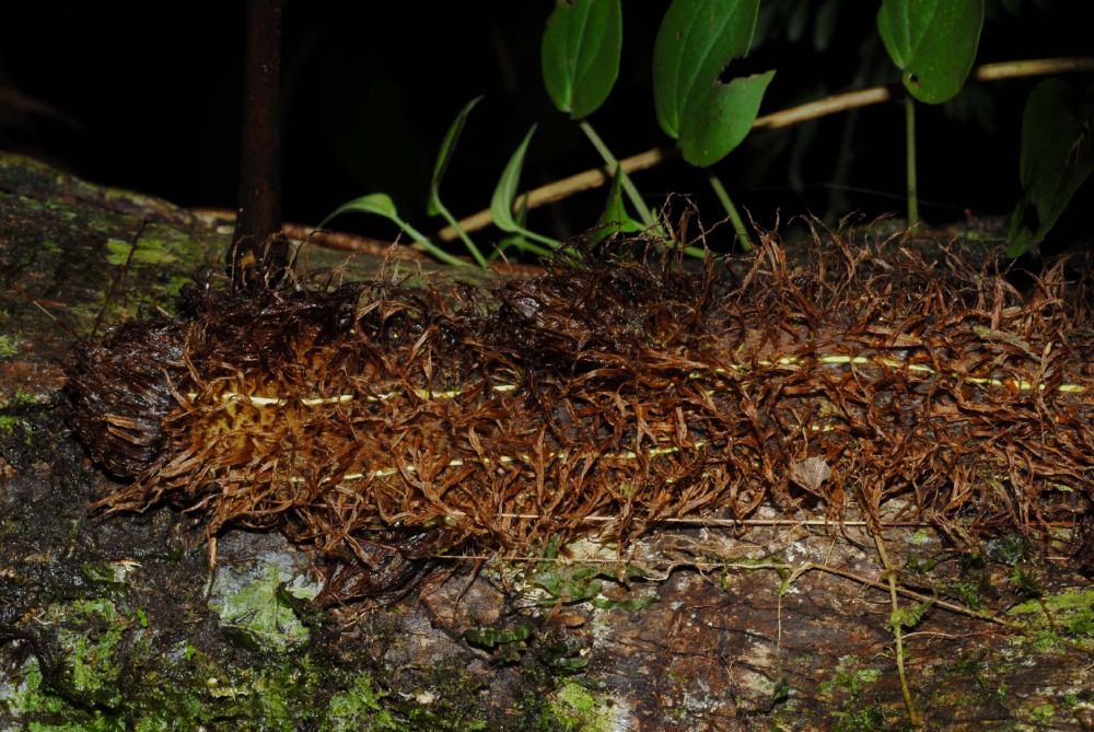 Dryopteridaceae Polybotrya osmundacea