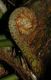 image of Polybotrya osmundacea