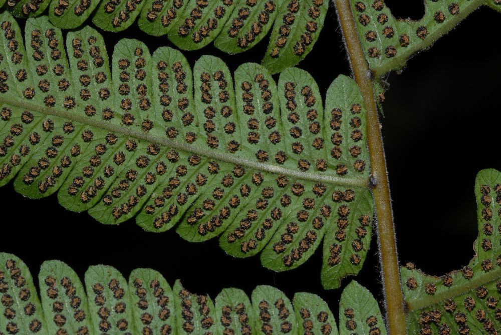 Thelypteridaceae Christella dentata